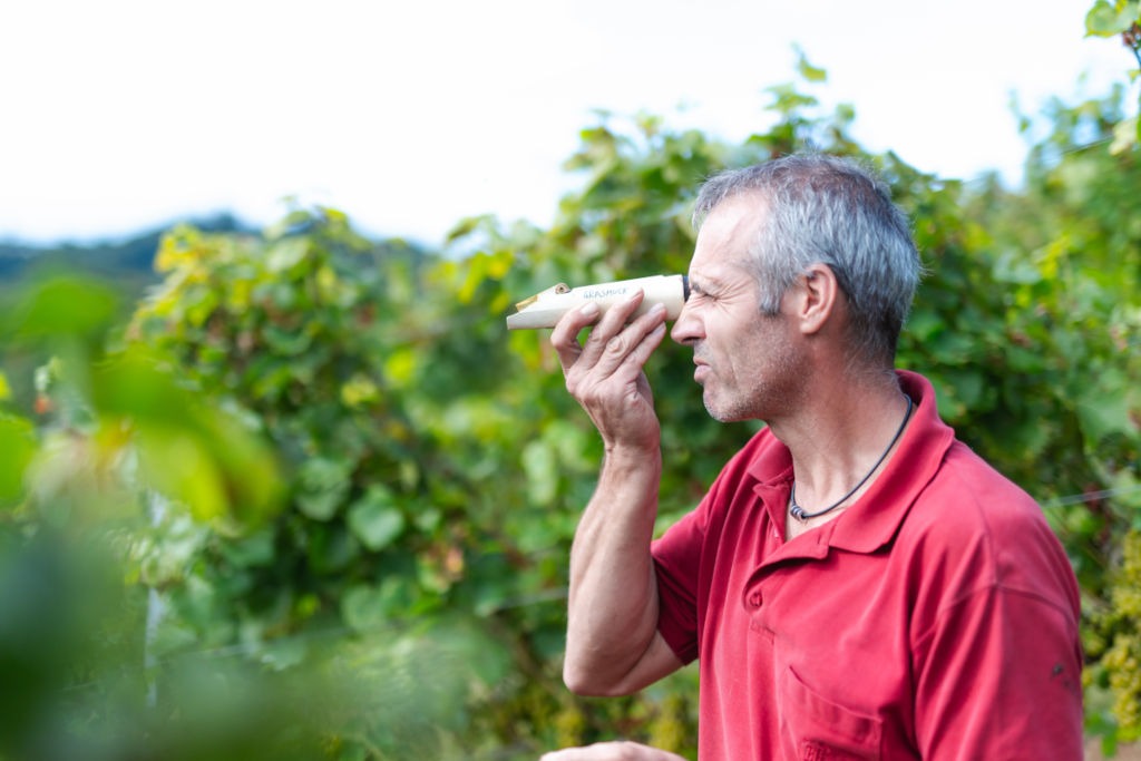 Karl-Heinz beim Messen des Zuckergehalts der Trauben im Weingarten